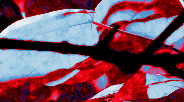 Leaf me Red and Blue.jpg