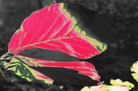 Leaf me Red VI.jpg